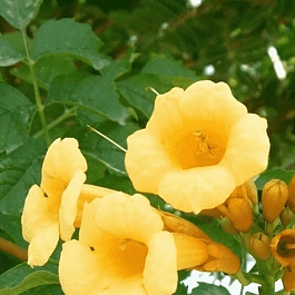 Кампсис укореняющийся Flava