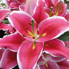 Лилия восточная Ла Манча НАБОР 2ШТ (2+2)