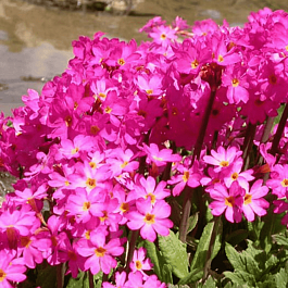 Примула розовая Grandiflora