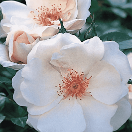 Роза Кустовая Jacqueline Du Pre