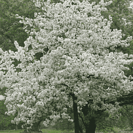 Яблоня декоративная Evereste