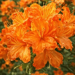 Азалия Glowing Embers