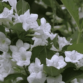 Вейгела цветущая Snowflake