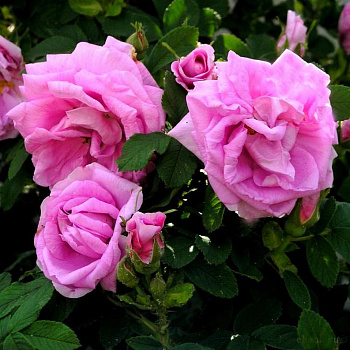 Роза канадская парковая Васагеминг