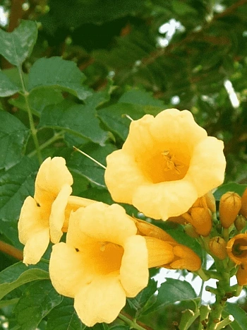 Кампсис укореняющийся Flava