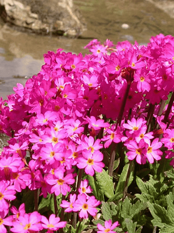 Примула розовая Grandiflora