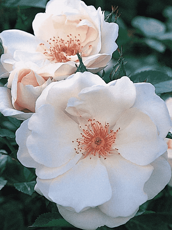 Роза Кустовая Jacqueline Du Pre