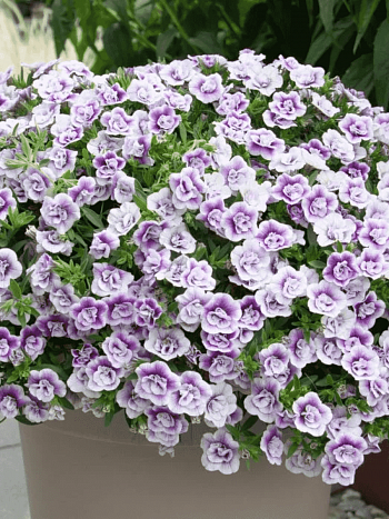 Калибрахоа Calita double Blue bicolor (кашпо)