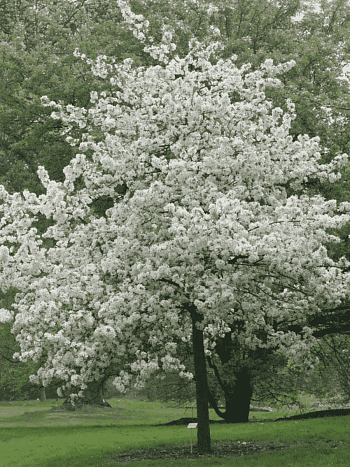 Яблоня декоративная Evereste