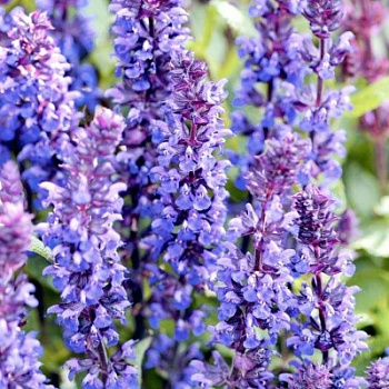 Шалфей дубравный Нью Дайменшн Блю