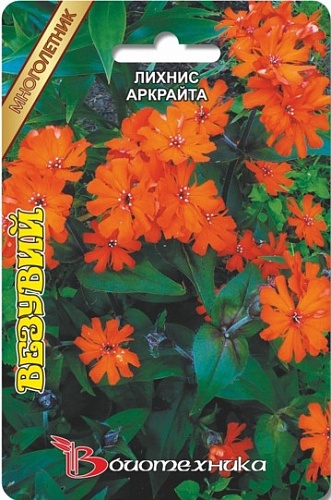 Лихнис (Зорька) Аркрайта Везувий