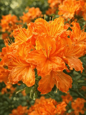 Азалия Glowing Embers