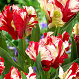 Тюльпан попугайный Estella Rijnveld