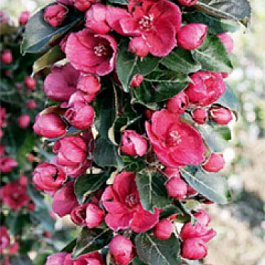 Яблоня Гранатовый Браслет