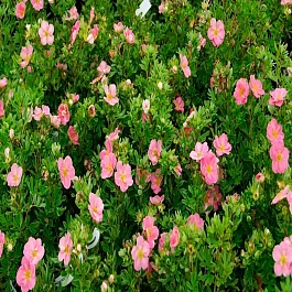 Лапчатка кустарниковая New Dawn