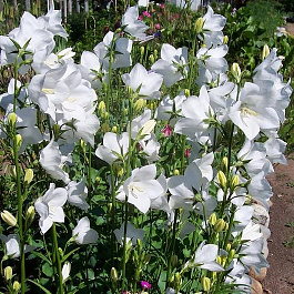 Колокольчик персиколистный Такион Вайт