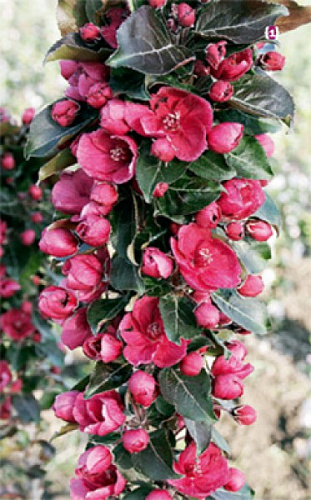 Яблоня Гранатовый Браслет