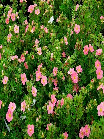 Лапчатка кустарниковая New Dawn