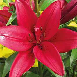 Лилия ла-гибрид Евфрат