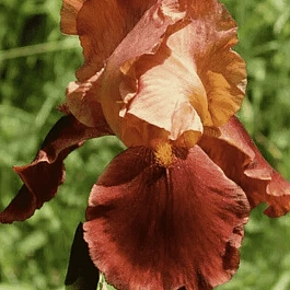 Ирис германский Natchez Trace