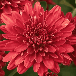 Хризантема мелкоцветковая Lilian Hoek Red