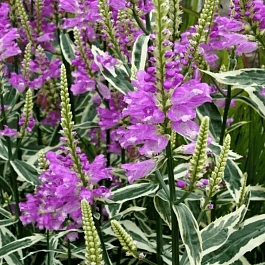 Физостегия виргинская Variegata