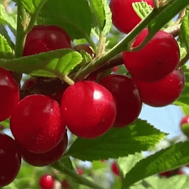 Вишня войлочная Детская