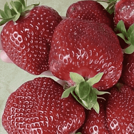 Земляника садовая Garda