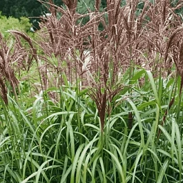 Мискантус китайский Malepartus