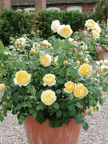 Роза Английская кустовая Charlotte