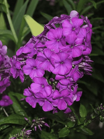 Флокс метельчатый The King