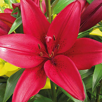 Лилия ла-гибрид Евфрат