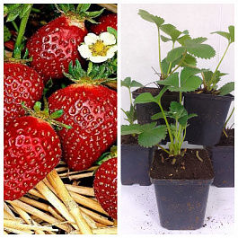 Земляника садовая Корона НАБОР 5ШТ