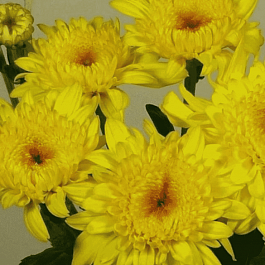 Хризантема корейская Gompie Yellow