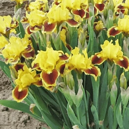 Ирис карликовый Splash of Red