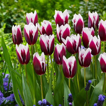 Тюльпан Триумф Шпицберген