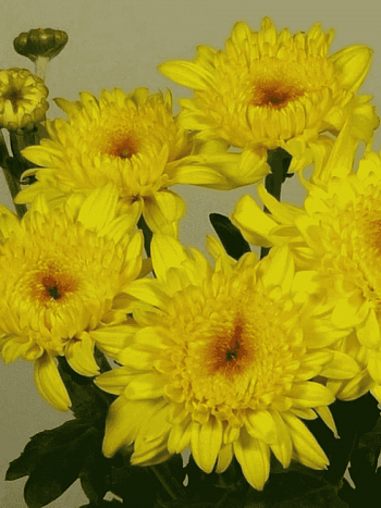 Хризантема корейская Gompie Yellow