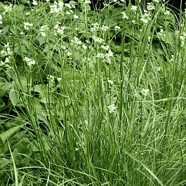 Ожика снежно-белая Lucius