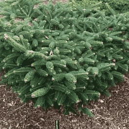 Пихта греческая Meyer's Dwarf