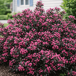 Вейгела цветущая  Purpurea