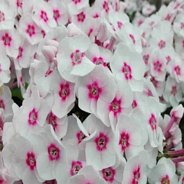 Флокс метельчатый Джулия