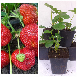 Земляника садовая Симфония НАБОР 5ШТ
