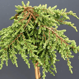 Можжевельник обыкновенный Zeal