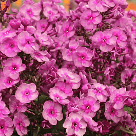 Флокс метельчатый Smokey