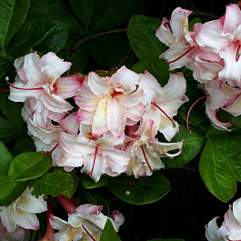 Азалия гибридная Арктик Флаш