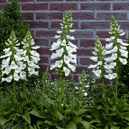 Наперстянка пурпурная Dalmatian White