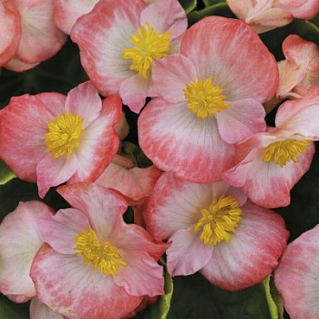 Бегония вечноцветущая зеленолистная Спринт Плюс Блаш