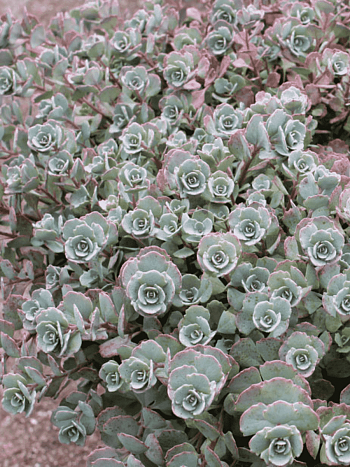 Очиток наутесный Lidakense