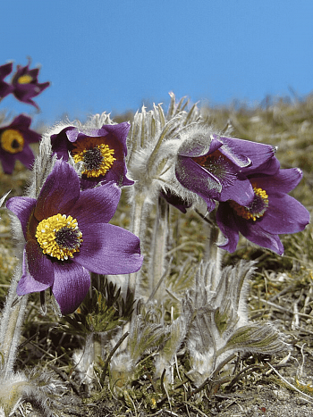 Прострел Горный