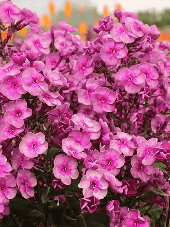 Флокс метельчатый Smokey